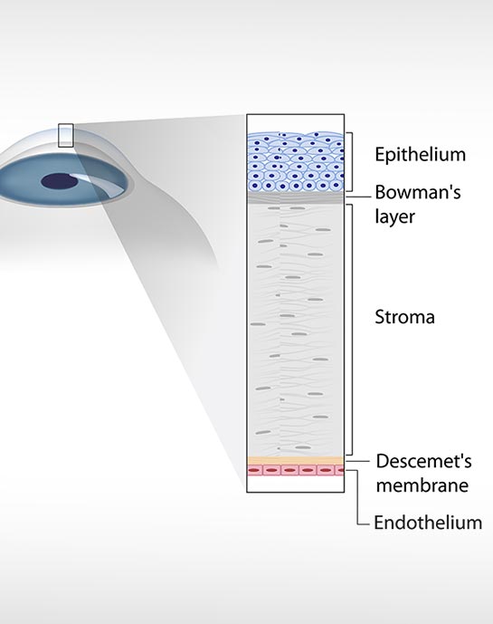 Cornea Anatomy